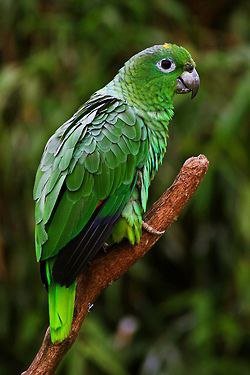 Природный мир - попугай, природа, птицы - оригинал