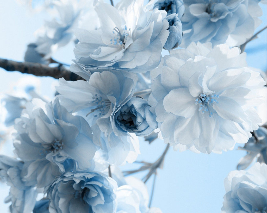 Нежные цветы - цветы, нежные, голубые - оригинал