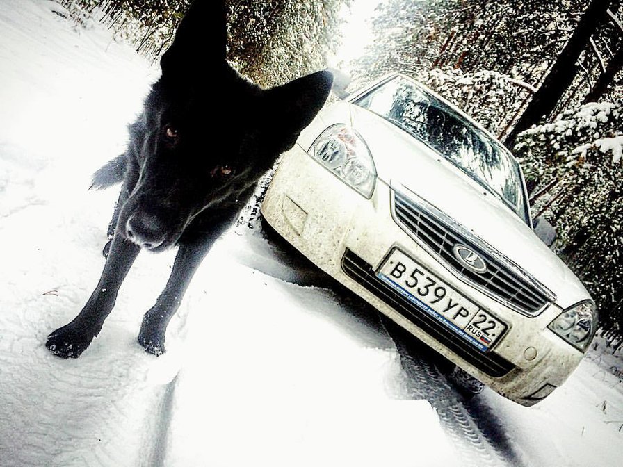 Черный немец - черный, немецкая овчарка, лес, приора - оригинал