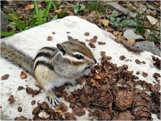 Бурундук - буругдук, грызуны, шишки - оригинал