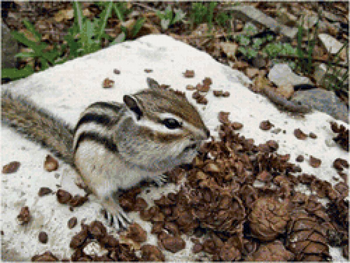 Бурундук - буругдук, шишки, грызуны - предпросмотр