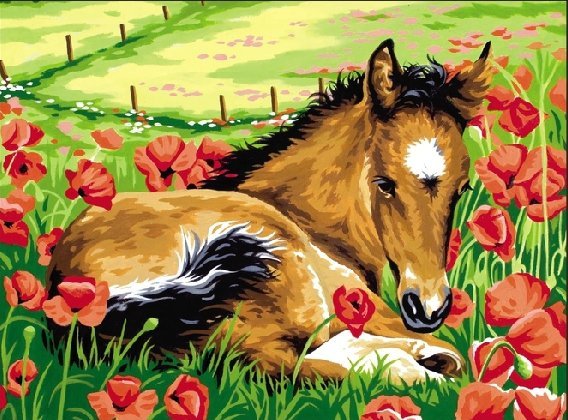 жеребенок в маках - лошади - оригинал