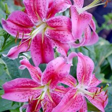 Схема вышивки «лилии»