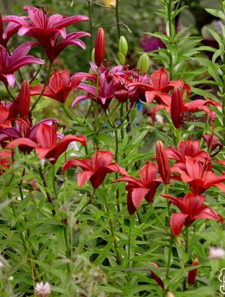 лилии - оригинал