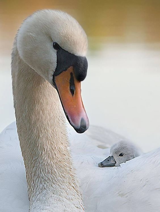 №1420721 - оригинал