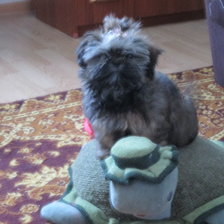 Схема вышивки «покатай меня большая черепаха»