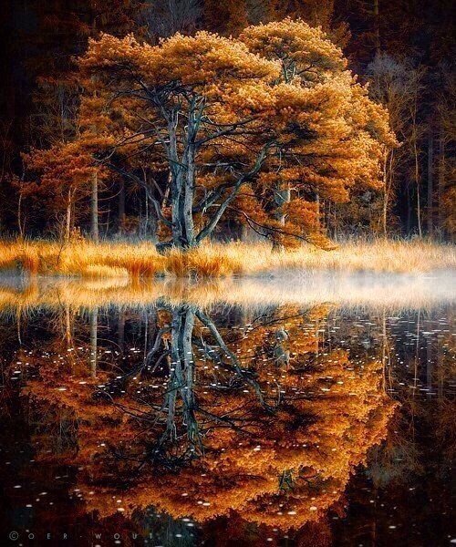 дерево - дерево - оригинал