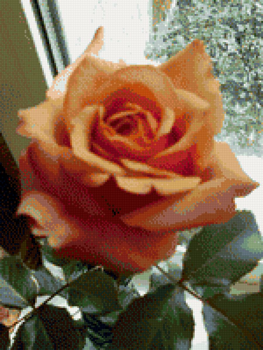 РОЗОЧКА - роза, цветок - предпросмотр