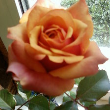 Схема вышивки «РОЗОЧКА»