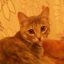 Схема вышивки «муха 2»