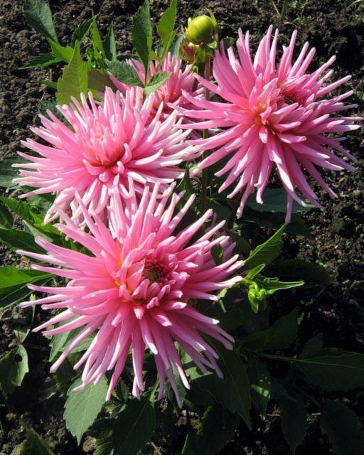 хризантемы - природа, цветы - оригинал