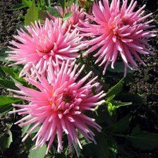 Схема вышивки «хризантемы»