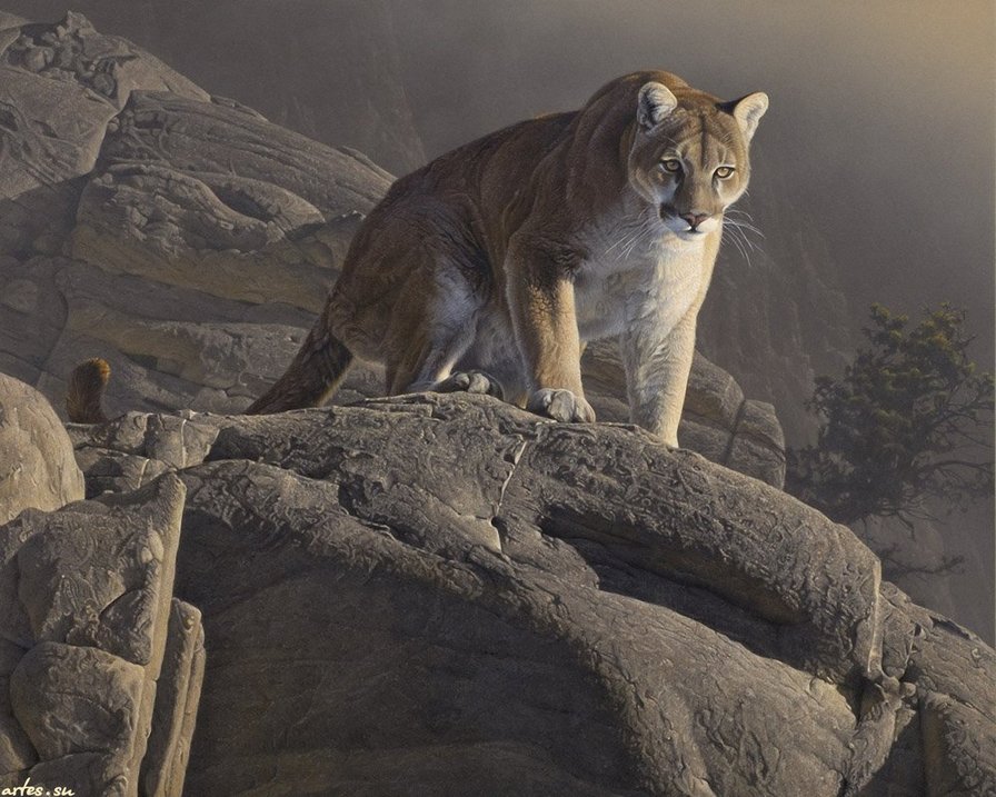 пума - пума - оригинал