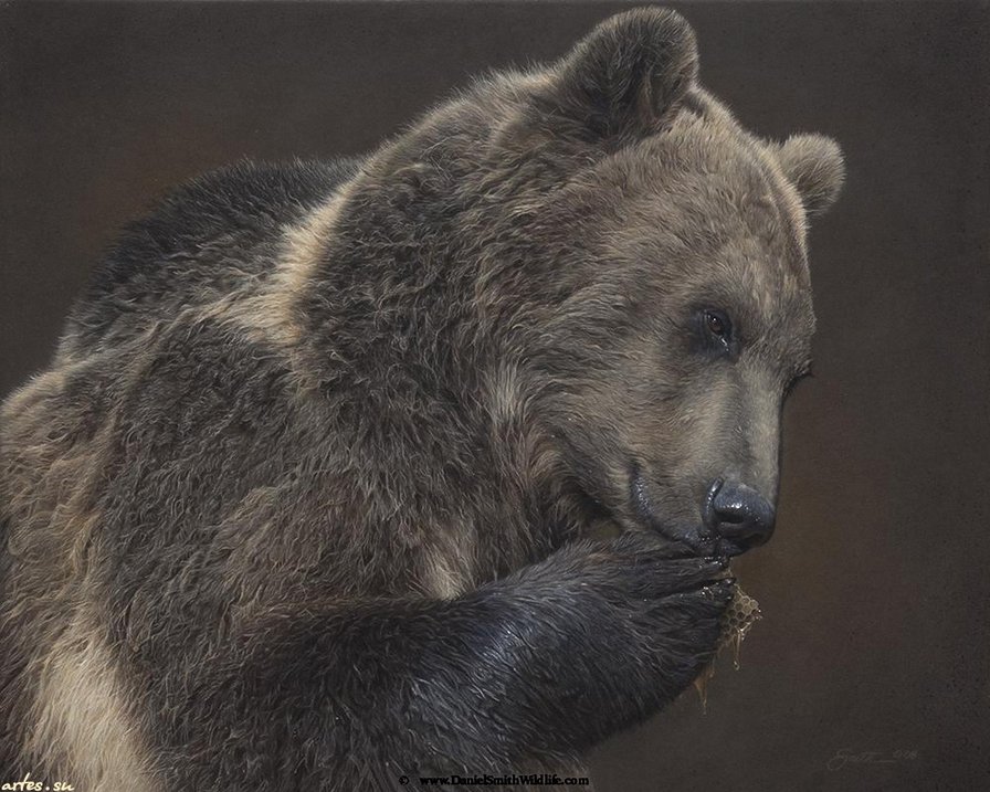 медведь - медведь - оригинал