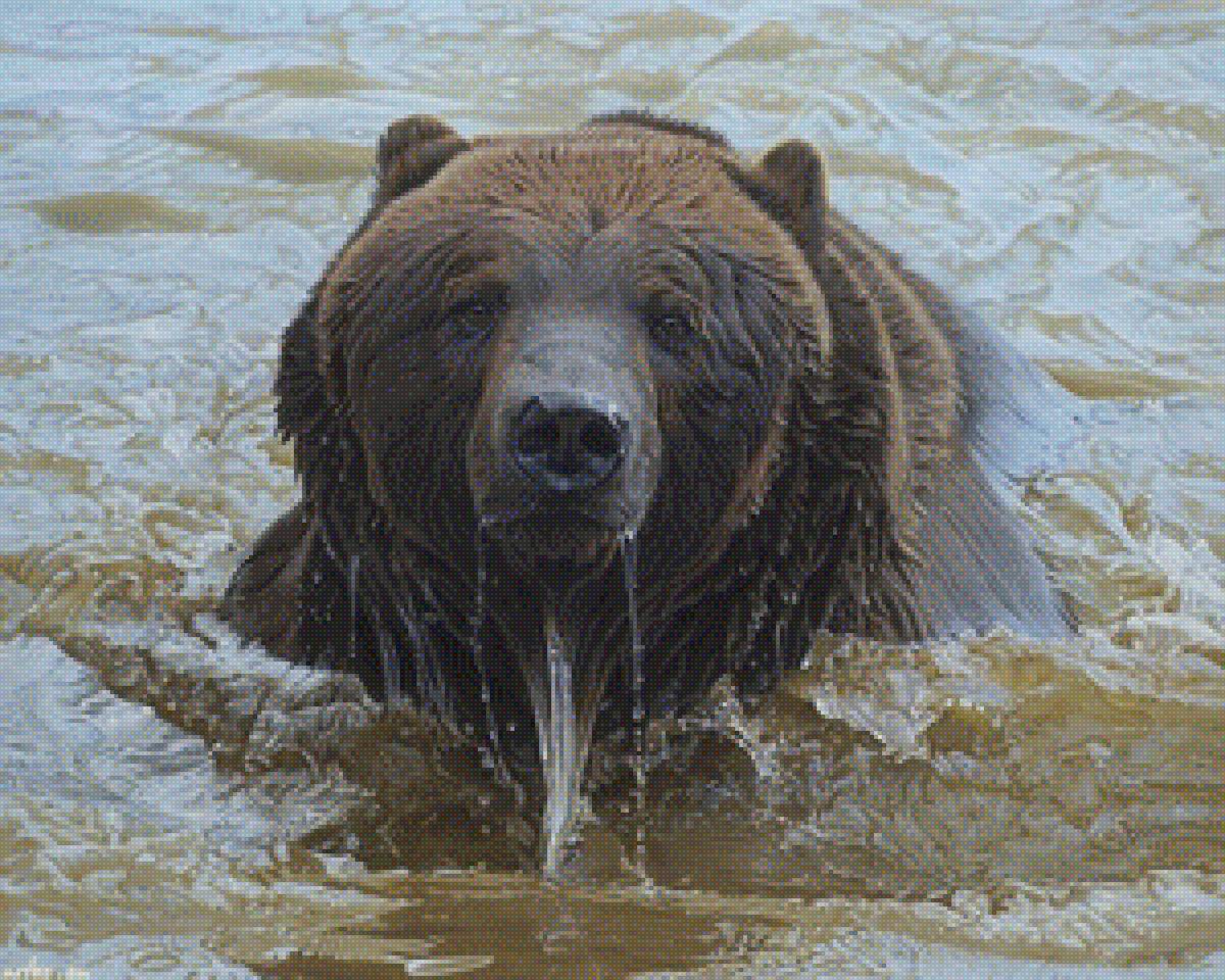 медведь - медведь - предпросмотр
