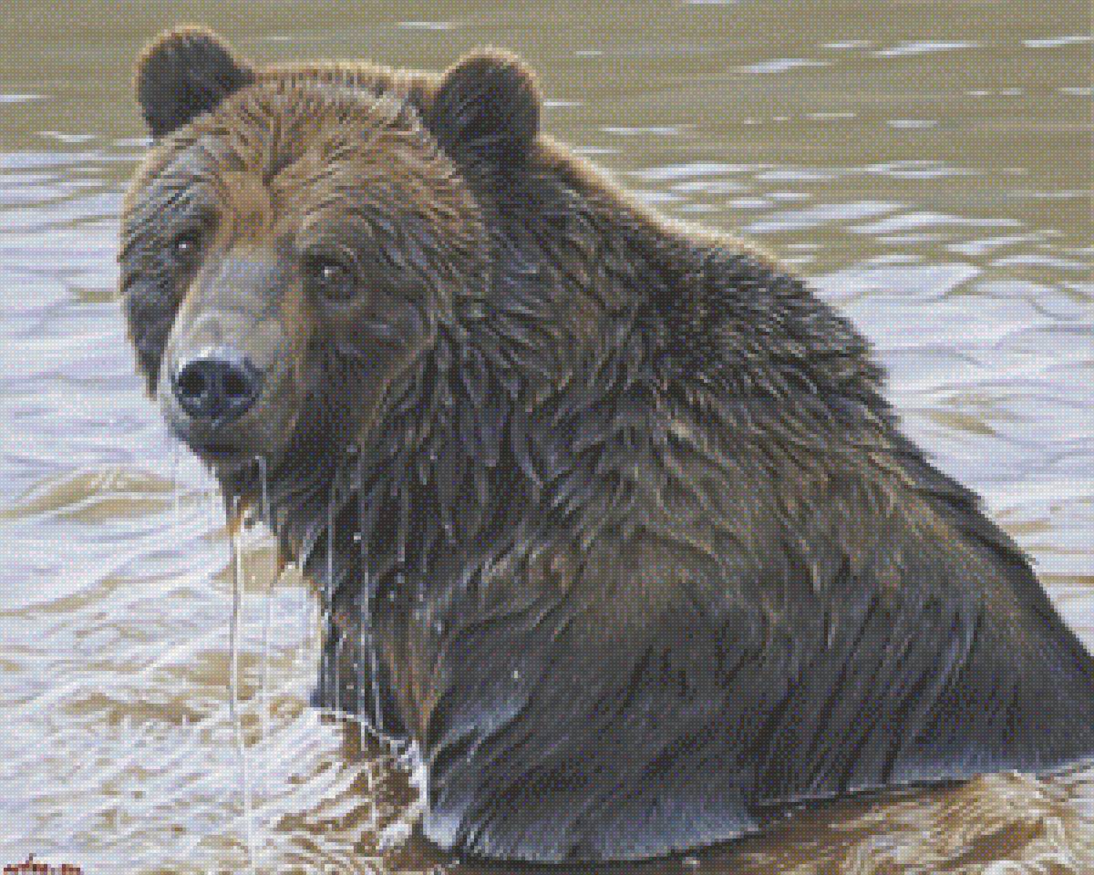 медведь - медведь - предпросмотр