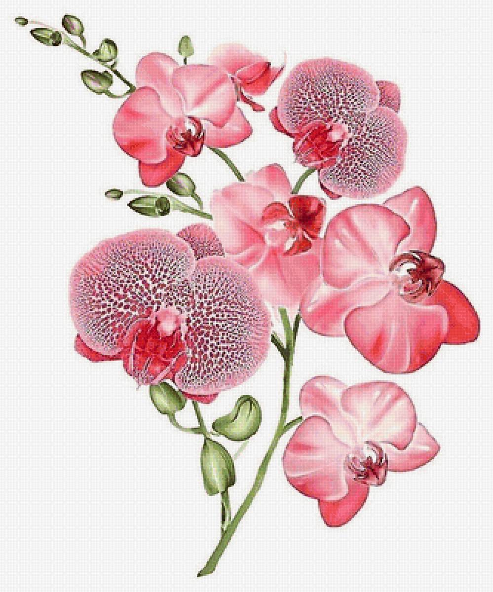 розовая орхидея - розовые цветы, орхидея - предпросмотр