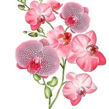 Оригинал схемы вышивки «розовая орхидея» (№1421764)