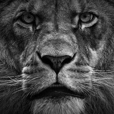 Схема вышивки «Лёва»