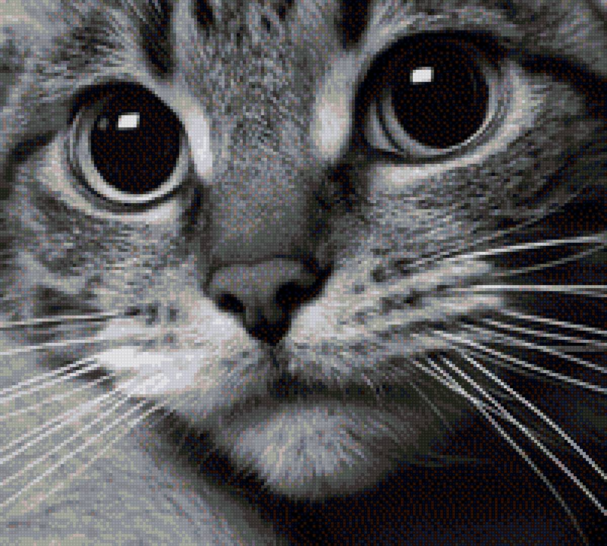 котик - кошка, кот - предпросмотр