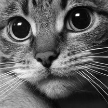 Схема вышивки «котик»