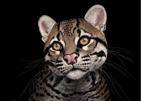 мир животных - оригинал