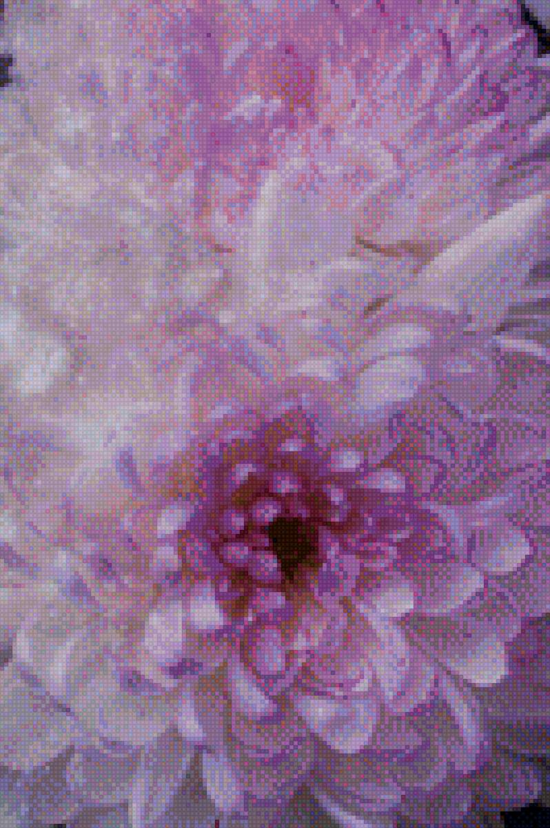 Хризантемы - хризантемы, цветы - предпросмотр