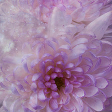 Хризантемы