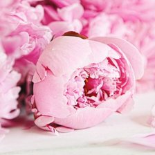 Схема вышивки «Пион»