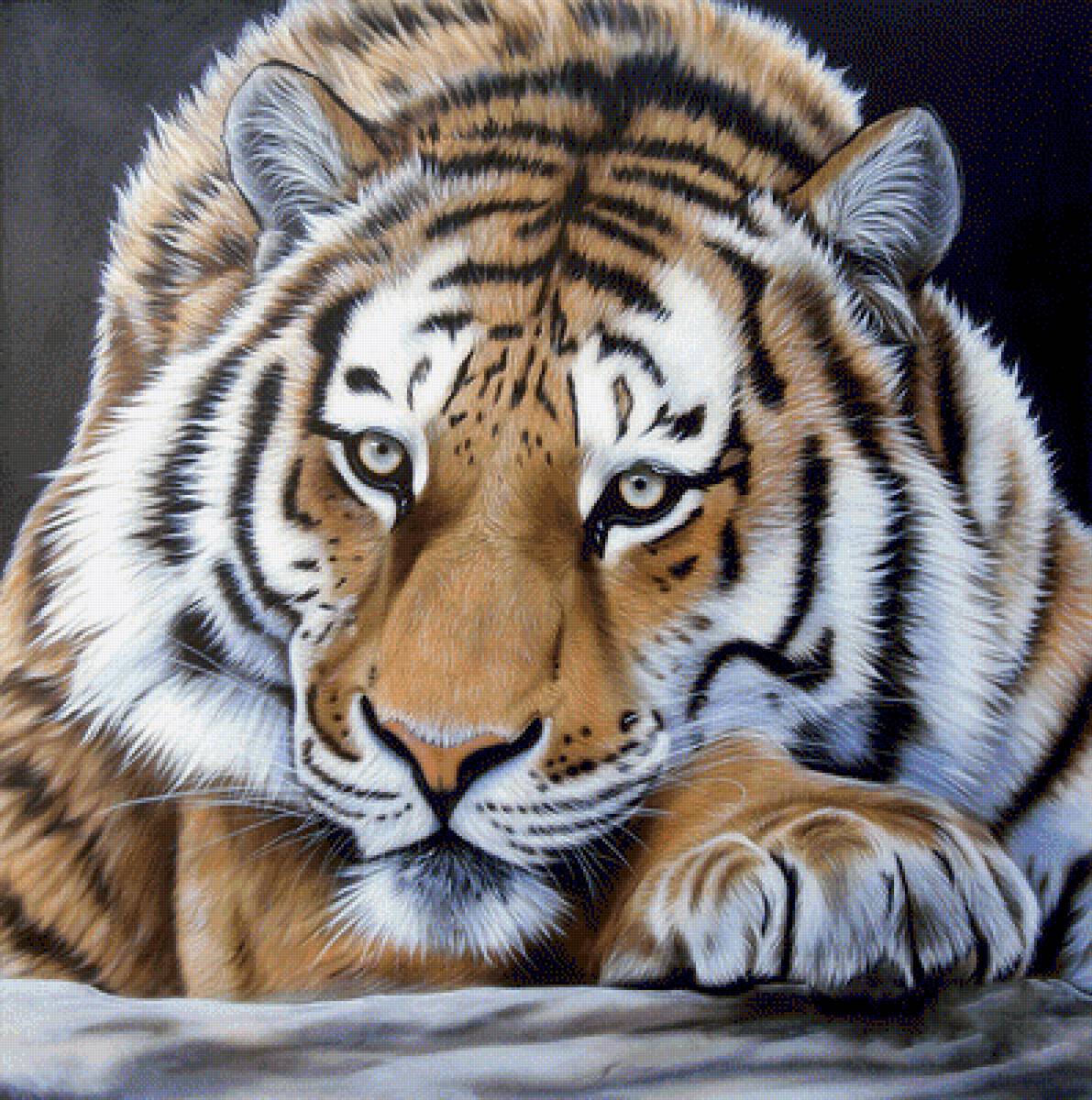 №1423416 - хищники, тигр, животные, тигры - предпросмотр