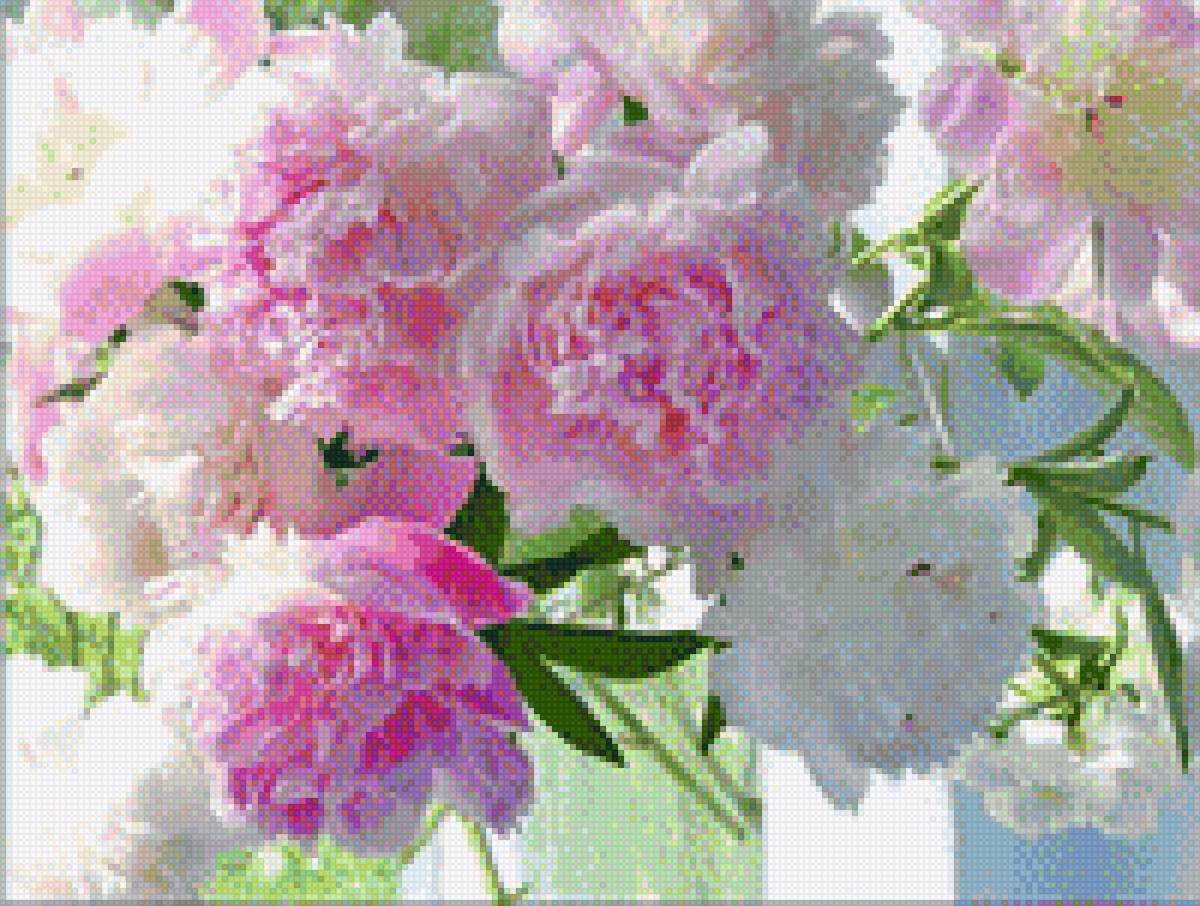 нежные пионы - цветы, пионы - предпросмотр