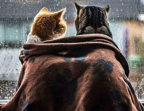 Вдвоем - дождь, коты - оригинал