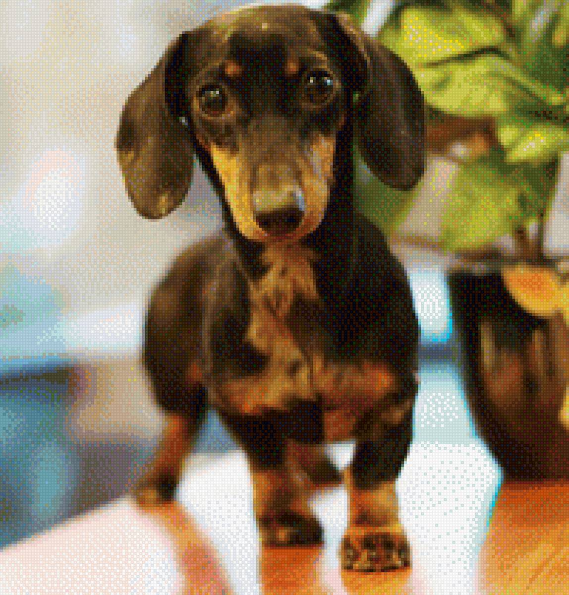 Лори - собака, такса - предпросмотр