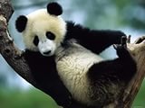 панда - панда - оригинал