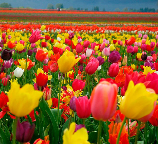 Рай Тюльпанов - природа, цветы.тюльпаны, поле - оригинал
