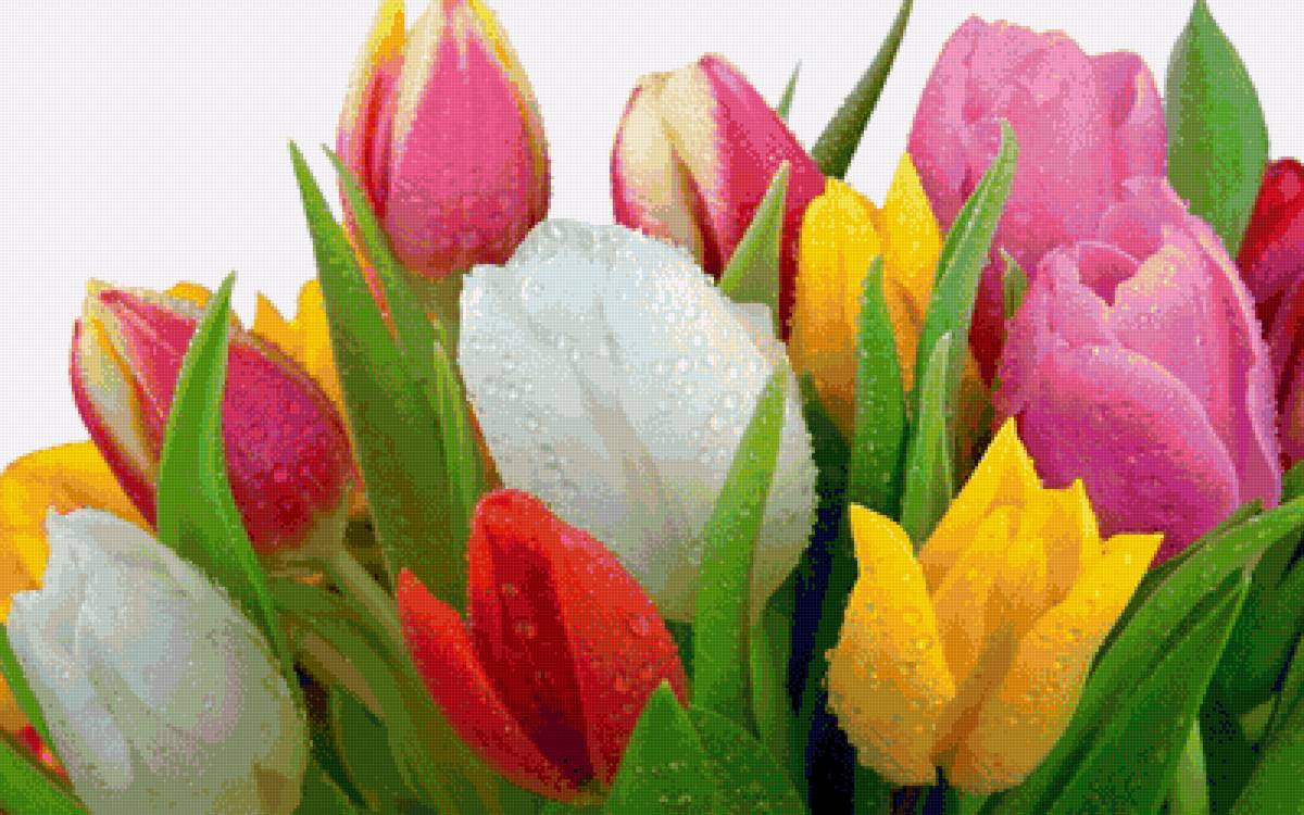 Тюльпаны - цветы, тюльпаны - предпросмотр