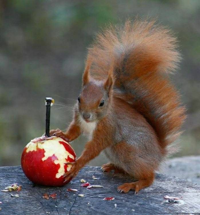 Белка - белка, яблоко - оригинал
