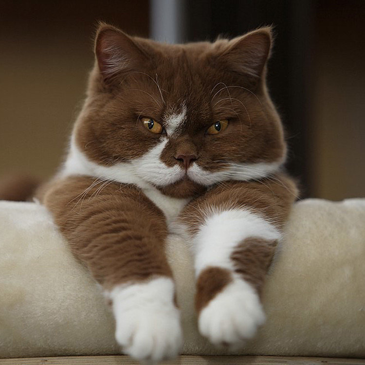 №1425806 - оригинал