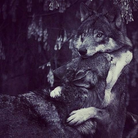 Пара волков - пара волков, животные, волки, пара животных - оригинал
