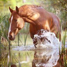Схема вышивки «Лошадь на воде»