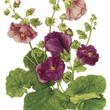 Схема вышивки «мальвы»