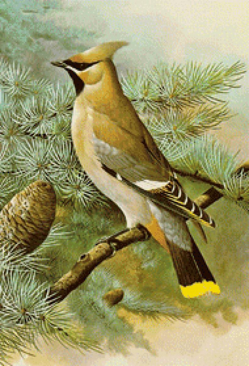 Свиристель - птицы, природа, свиристель - предпросмотр