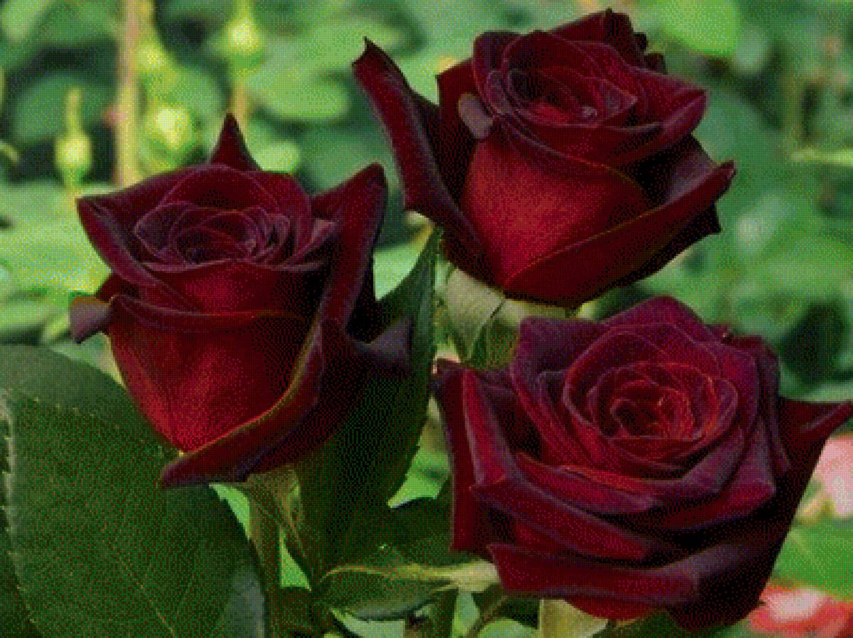 розы - цветы, розы - предпросмотр