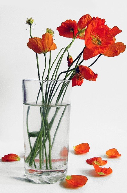 маки в вазе или алое на белом - маки, цветы, красный - оригинал