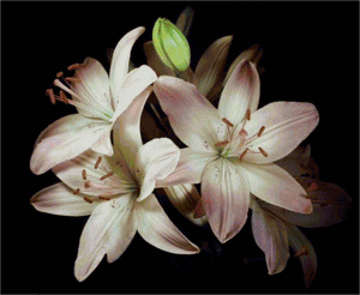 №1428639 - предпросмотр