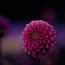 Схема вышивки «георгина»