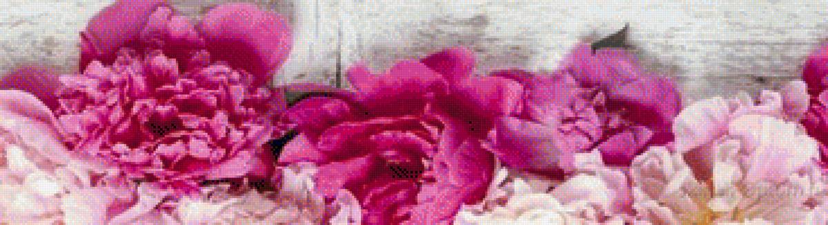 пионы - предпросмотр