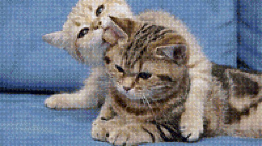 котята - кошки - оригинал