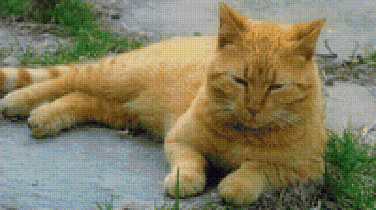 рыжий котик - кошки - предпросмотр