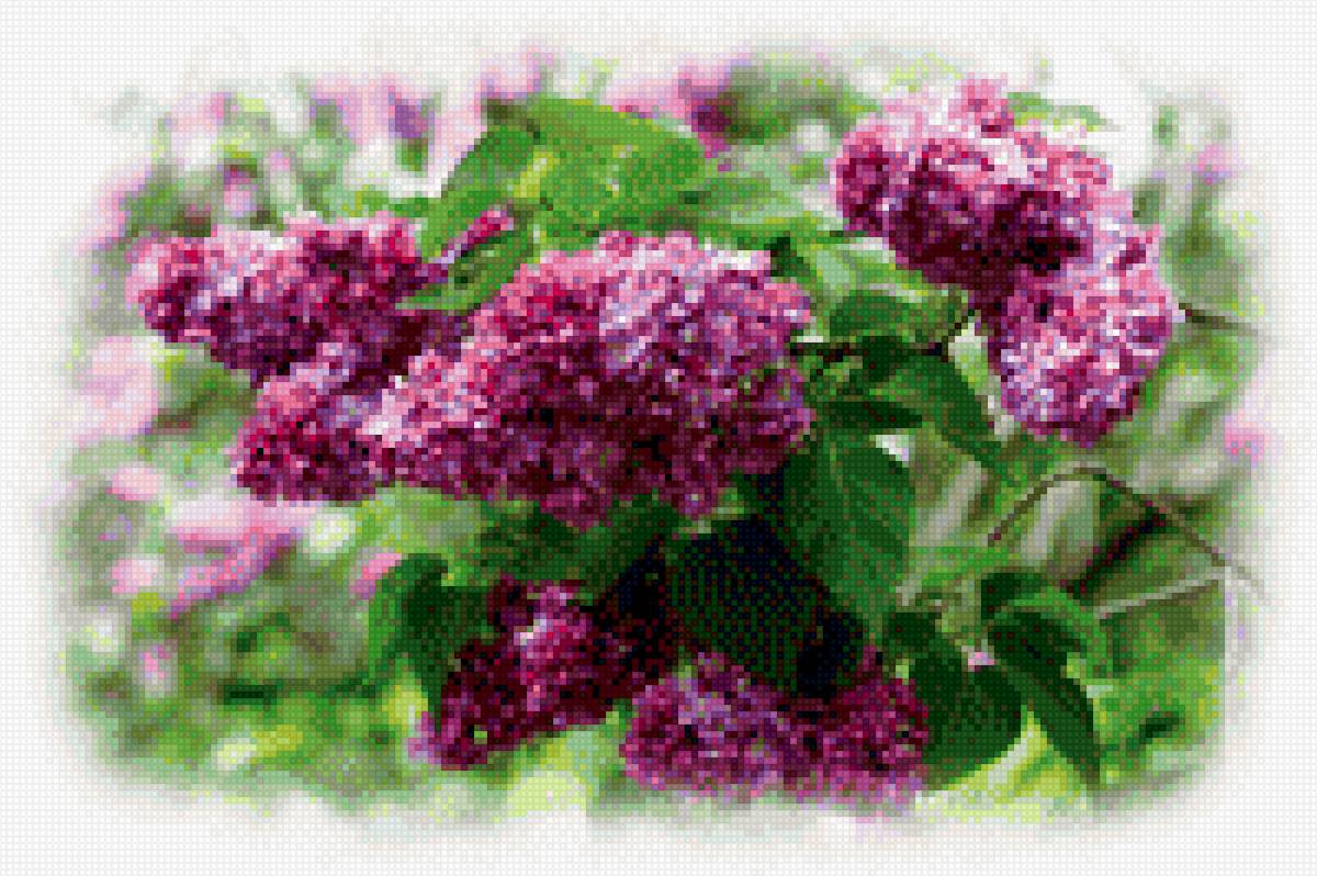 сирень - цветы - предпросмотр